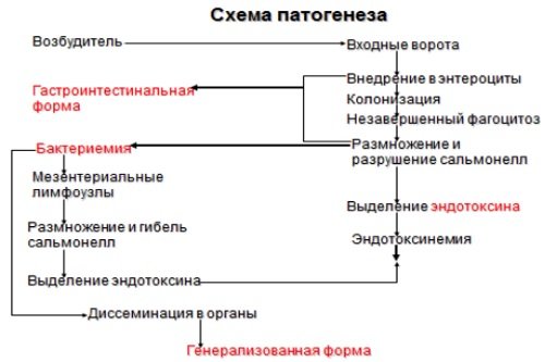 Patogenez-salmonelly