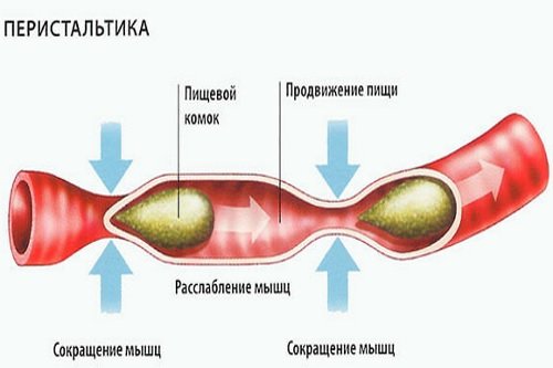 Peristaltika-kishechnika