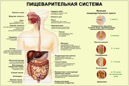 Pishhevaritelnaja-sistema