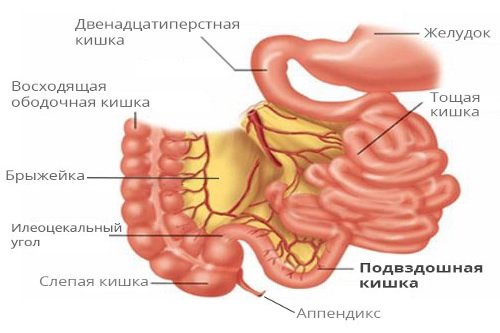 Podvzdoshnaja-kishka