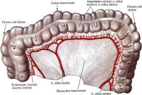 Poperechno-obodochnaja-kishka