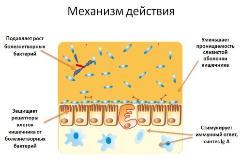 Prebiotiki-mehanizm-dejstvija