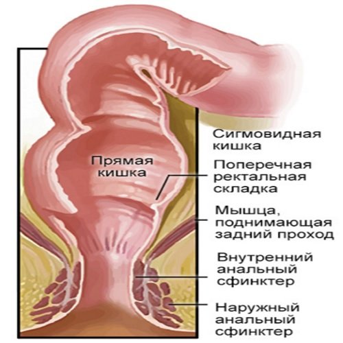 Prjamaja-kishka