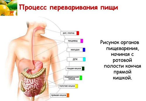 Переваривание пищи