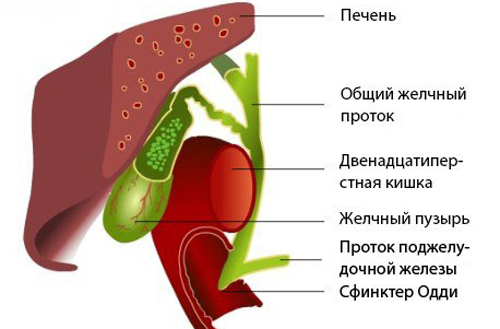 Строение сфинктера Одди