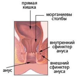 Sfinktery-anusa