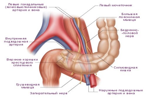 Sigmovidnaja-kishka