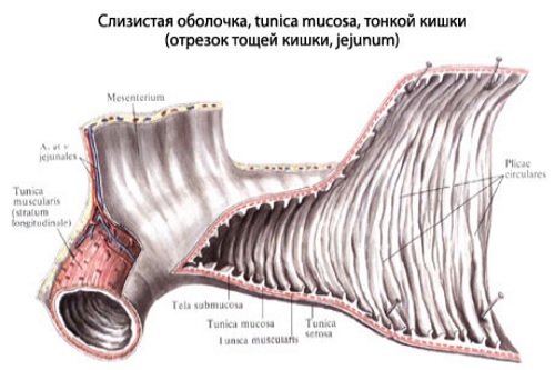 Slizistaja-obolochka-tonkoj-kishki