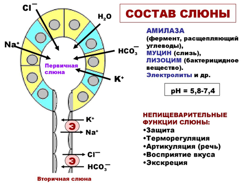 Состав слюны