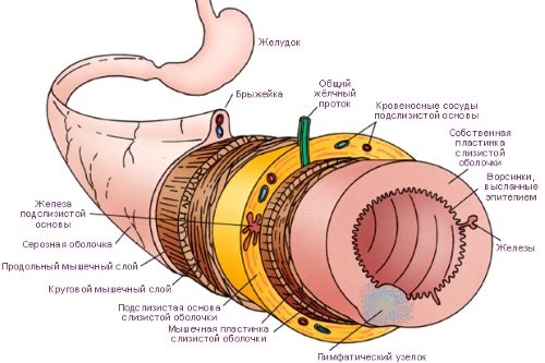 Stroenie-stenki-kishechnika