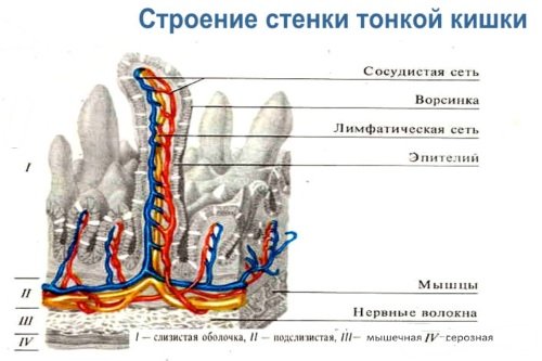 Stroenie-stenki-tonkoj-kishki