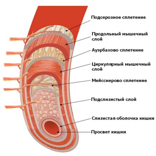 Stroenie-stenki