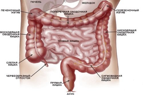 Stroenie-tolstogo-kishechnika