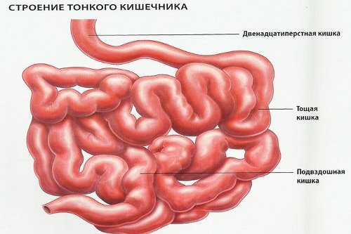 Stroenie-tonkogo-kishechnika