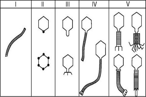 Vidy-bakteriofagov