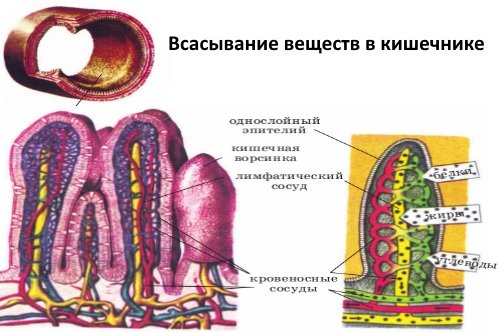 Vsasyvanie-veshhestv-v-kishechnike