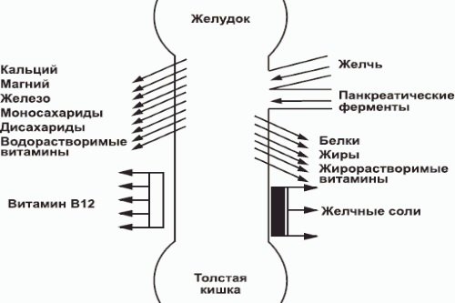 Vsasyvanie-veshhestv-v-tonkom-kishechnike