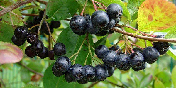 Черноплодная рябина