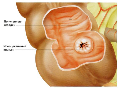 Илеоцекальный клапан