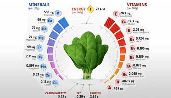 Чем полезен шпинат для организма женщины и мужчины?