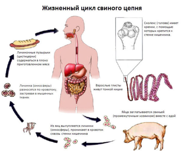 жизненный цикл