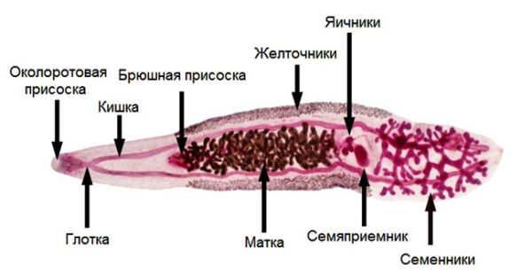 китайский сосальщик