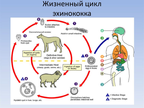 Жизненный цикл Эхинококка