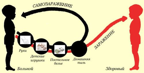 Как происходит заражение глистами