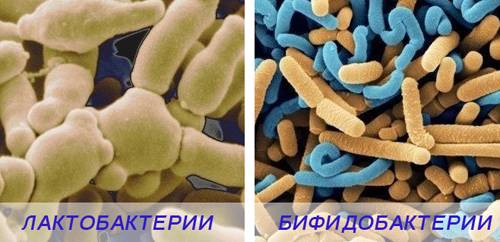 Лактобактерии, бифидобактерии