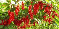 Мать-и-мачеха - полезные свойства растения