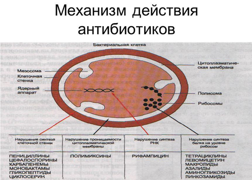 Механизм действия антибиотиков