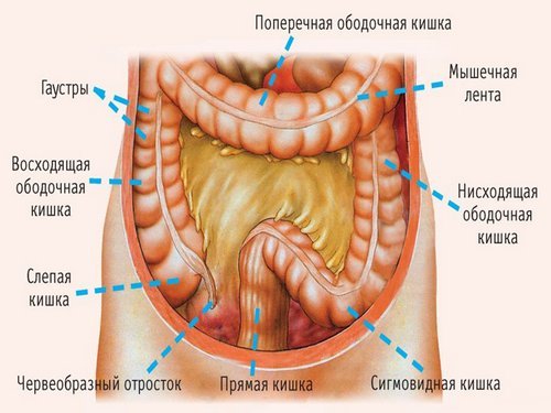 Сигмовидная кишка