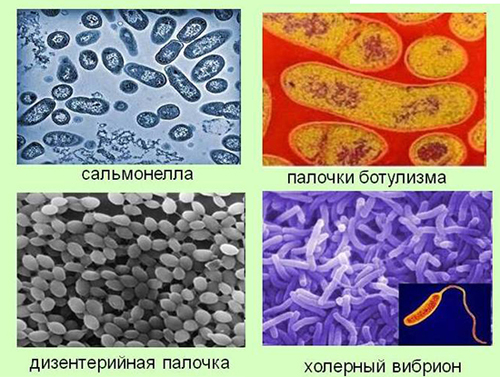Возбудители болезней